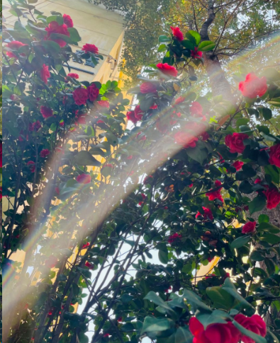 1703137095949043340.png